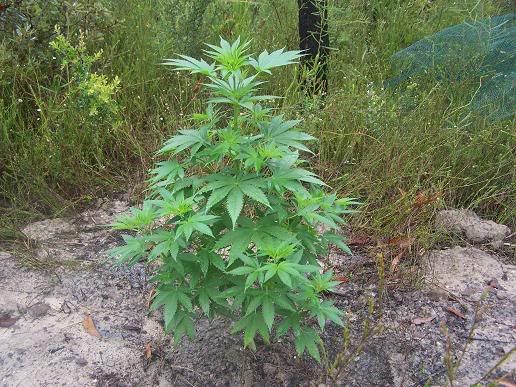 superskunk1side20skewed.jpg
