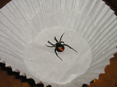 171899397_59e4ac61e0_m.jpg