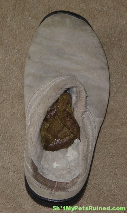 shit-in-my-shoe.jpg