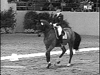 dressage.gif