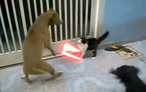 452.gif