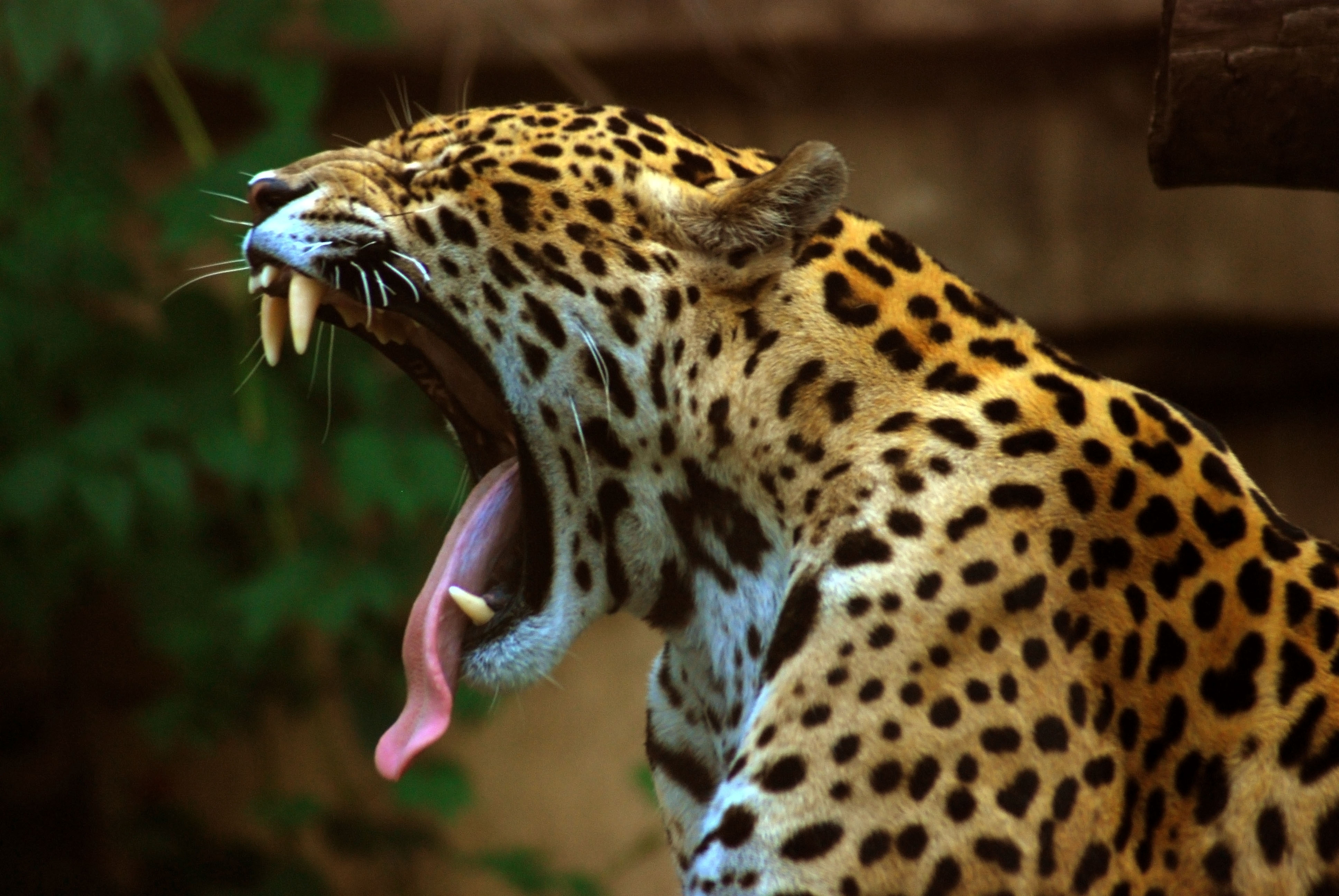 Panthera_onca_at_the_Toronto_Zoo_2.jpg