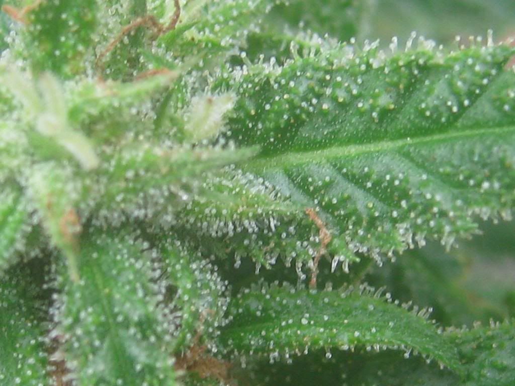 thcshotapril29thlemonskunk.jpg