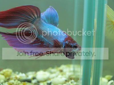 MetallicRed-BlueMarbleVielTail.jpg