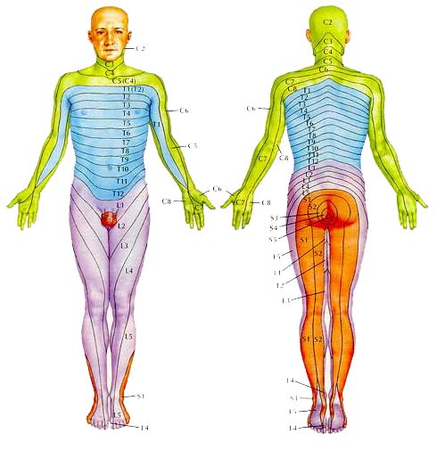dermatomes2.jpg