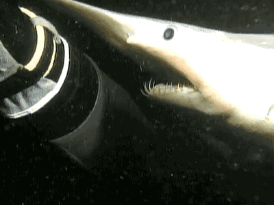 9gTQU.gif