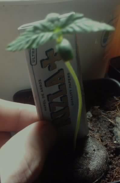 922medibudseedling.jpg