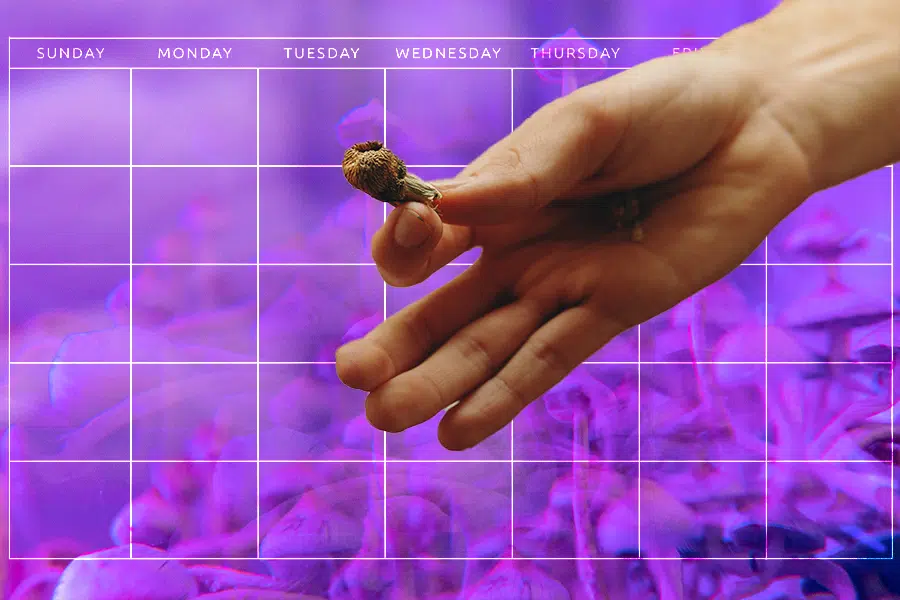 microdosing-protocol.jpg