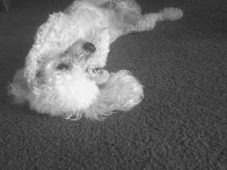 myfurrbabies008.jpg
