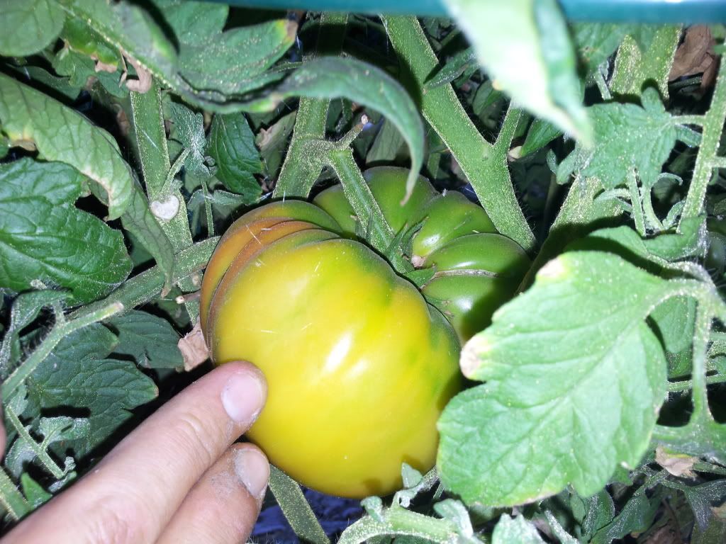 20120806_195112.jpg