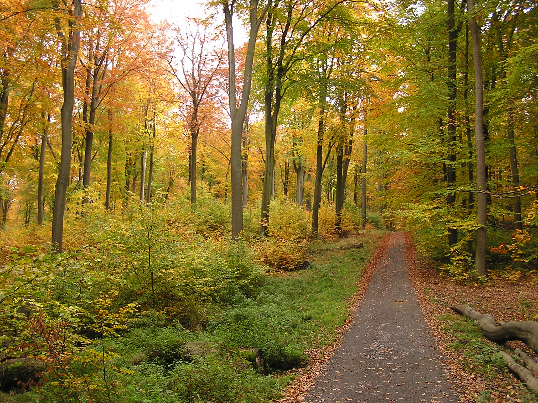 Hardtwald_Herbst.jpg