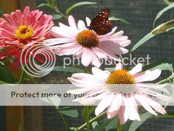 Butterfly06.jpg