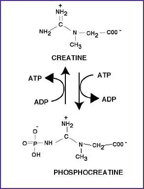 creatine_reviewPCT01.JPG
