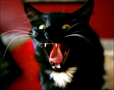 cat-hissing.jpg
