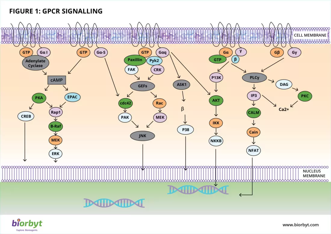 gpcr-1.webp
