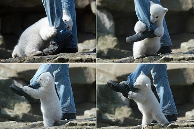 polar-bear-attacks-man.jpg