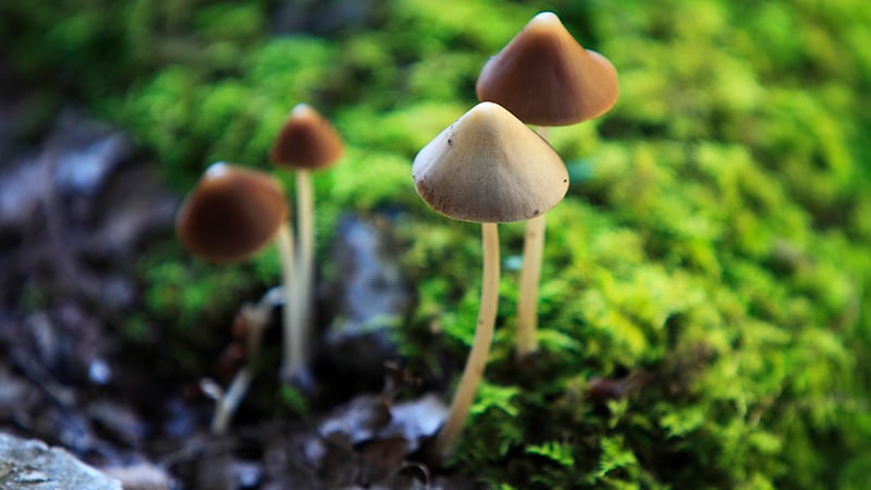 is_190523_mushrooms_magic_800x450.jpg