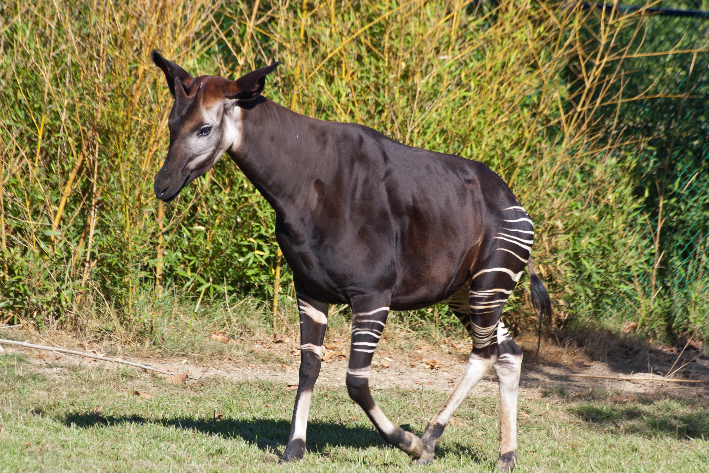 Saint-Aignan_%28Loir-et-Cher%29._Okapi.jpg