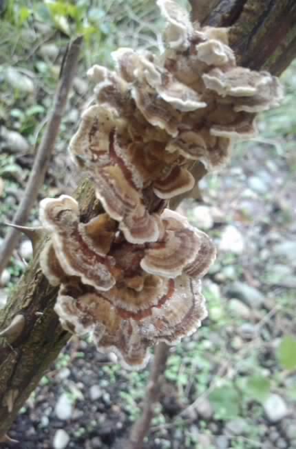 927rosefungi.jpg