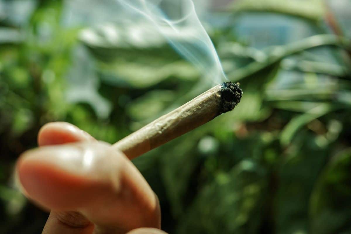 Las-100-formas-de-llamar-a-un-porro.jpg