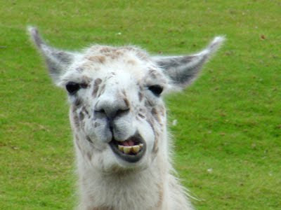 llama.jpg