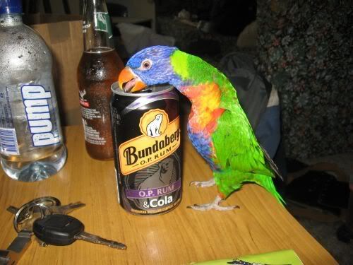cheekybird-1.jpg