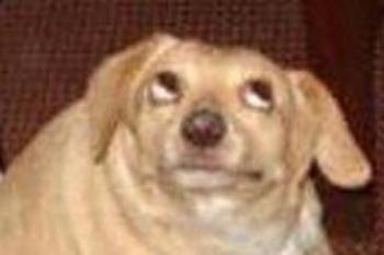 oh-you-dog5.jpg