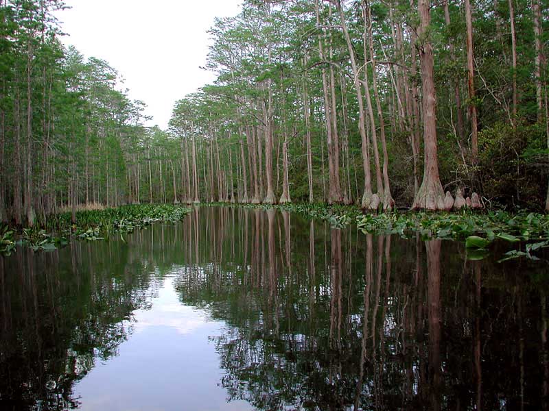 okefenokee.jpg