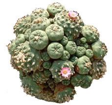 mescaline-peyote.jpg