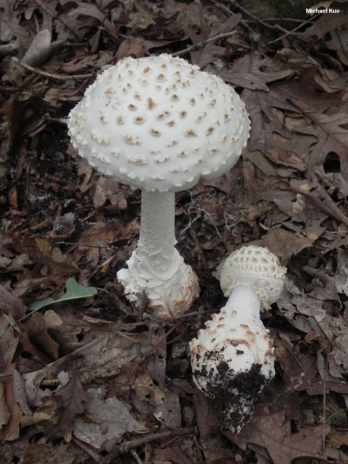 amanita_cokeri_01.jpg