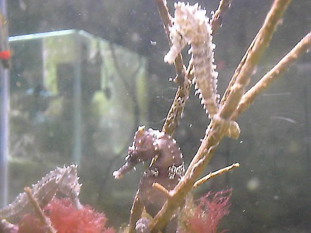 Seahorses7.jpg