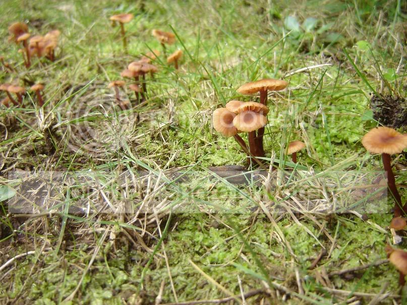 fungi10.jpg