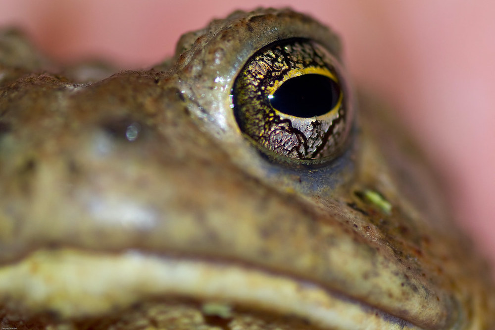 sonoran-toad-psychedelic-spotlight.jpeg