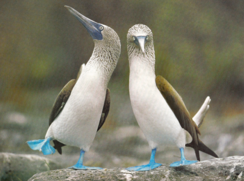 Boobies.png