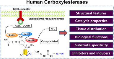 www.sciencedirect.com