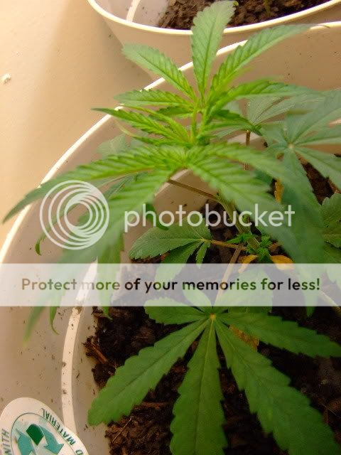 weed028.jpg