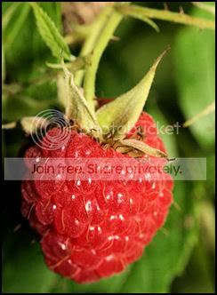 Raspberry.jpg