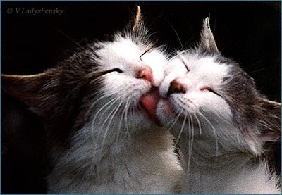 cat-love.jpg