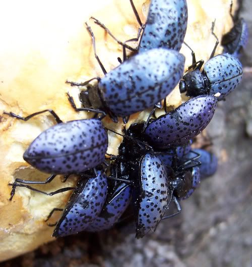 beetles.jpg