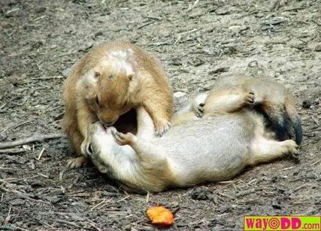 squirrels.jpeg