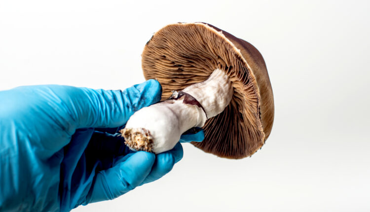shutterstock_1851505357-750x430.jpg