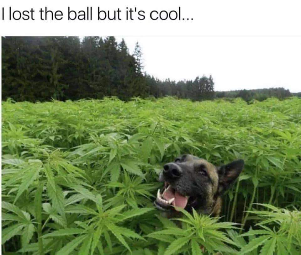 rXviOrR.jpg
