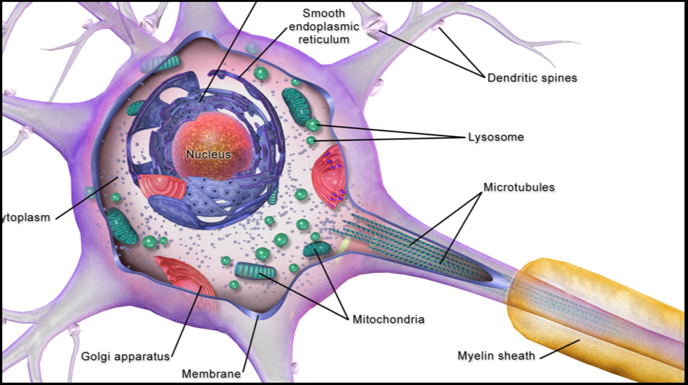 Myelin-Sheath.jpg