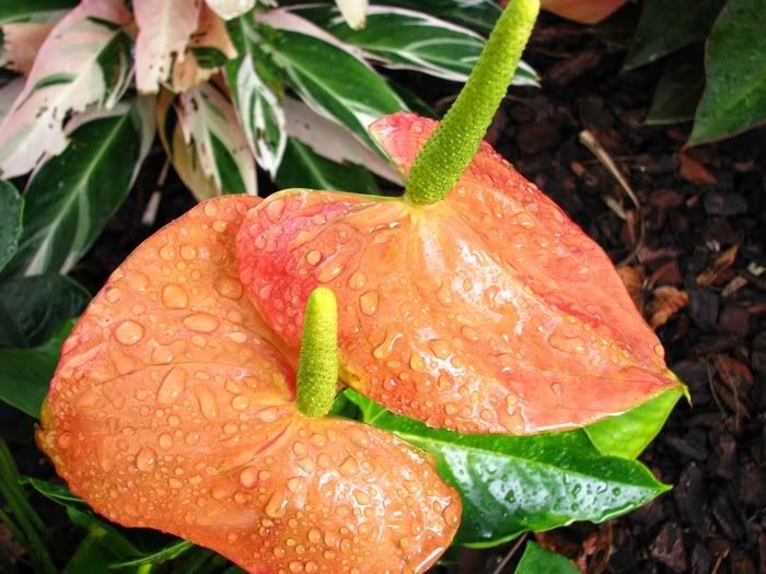 anthurium.jpg