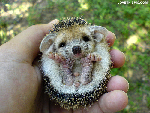 baby_hedgehog.jpg