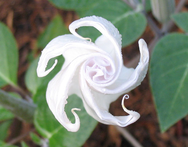 datura_829-5.jpg