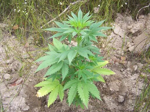 SUPER20SKUNK20220SIDE20skewed.jpg