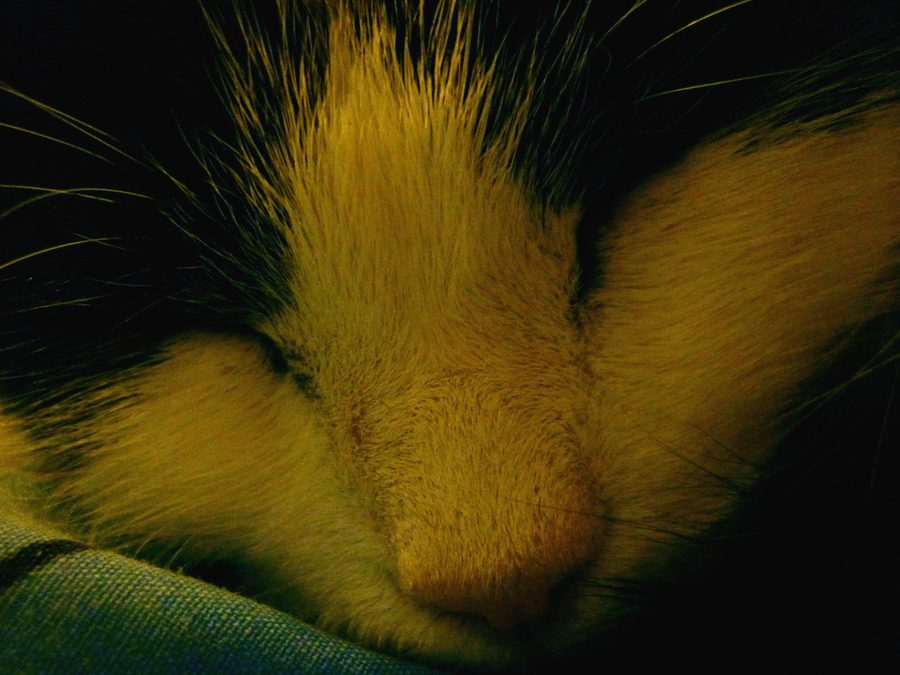 sleepyhead_by_jspete-d2zjtnc.png