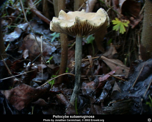 psilocybe_subaeruginosa5.jpg