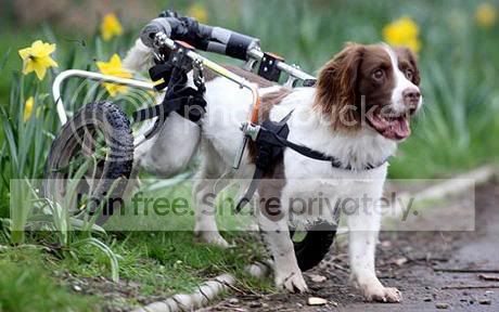 sniffer_dog_1247701c.jpg